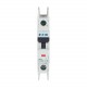 FAZ-C30/1-RT-DC 305882 Y7-305882 EATON ELECTRIC Interruttore automatico internazionale FAZ, 30A, 1P, curva C..